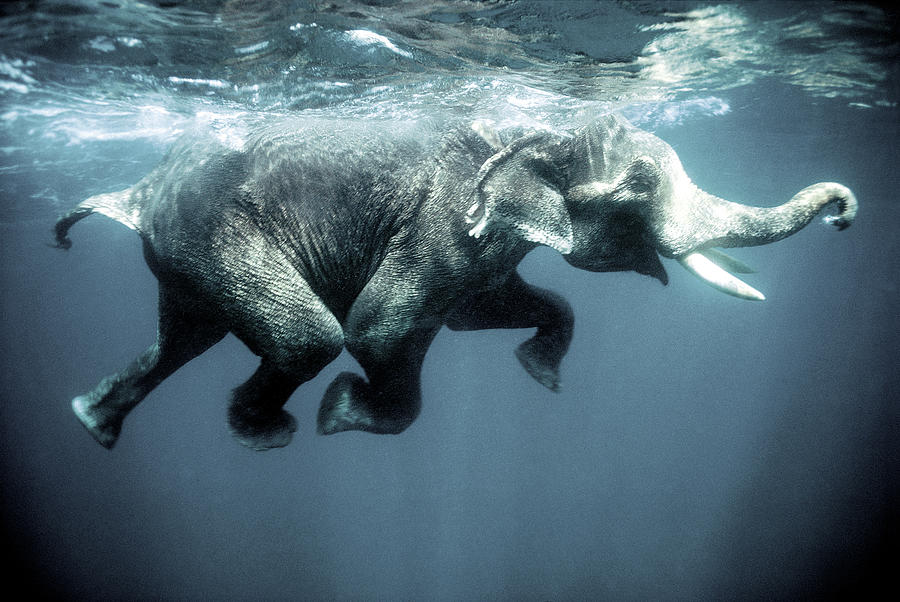 Elephant Photograph - Swimming elephant by Olivier Blaise