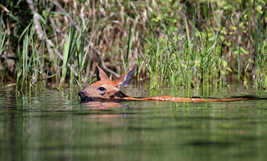 Swimming Fawn Photograph by Brook Burling