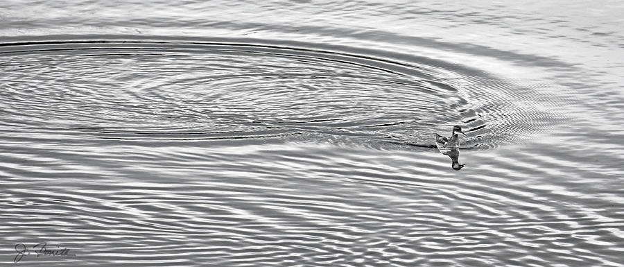 Swimming from Circles Photograph by Joe Bonita