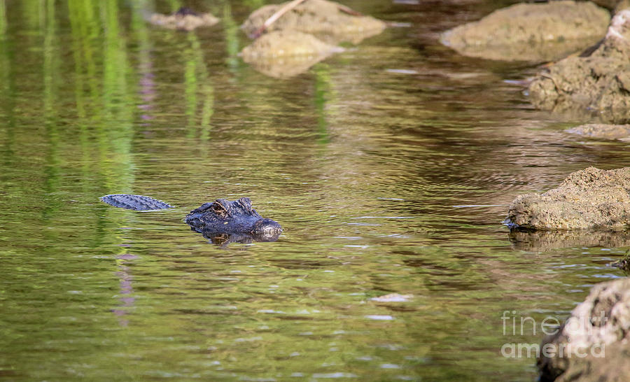Swimming Gator Photograph by Tom Claud