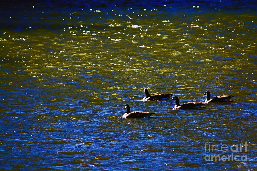 Swimming Geese 2 Photograph