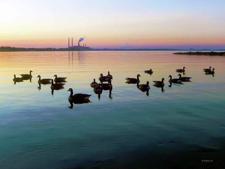 Swimming Geese Silhouette Photograph by Brian Wallace