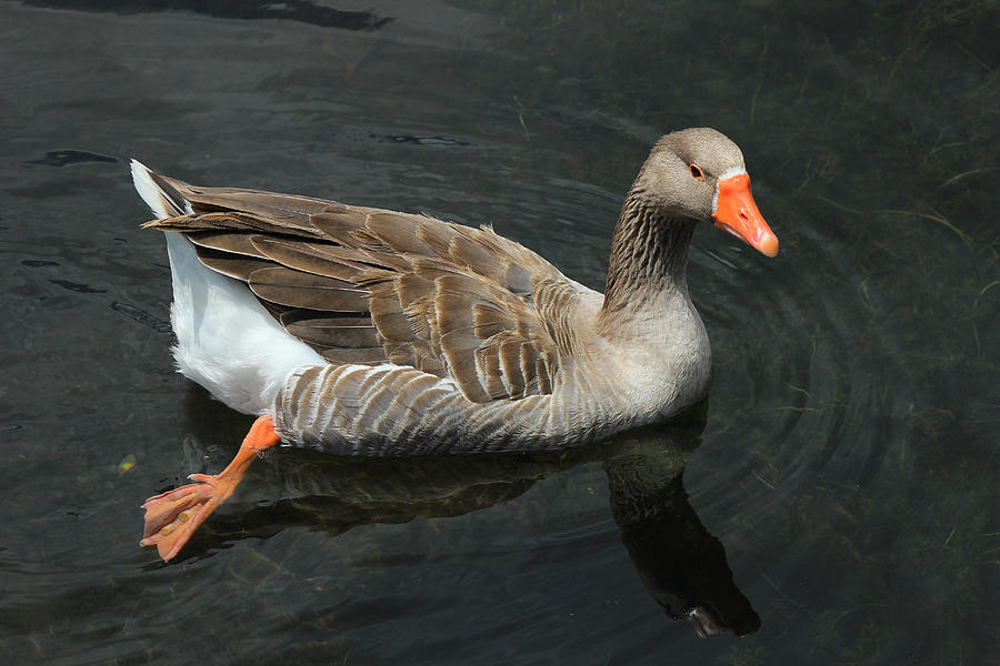 Swimming Goose Photograph by Robert Hamm - Fine Art America