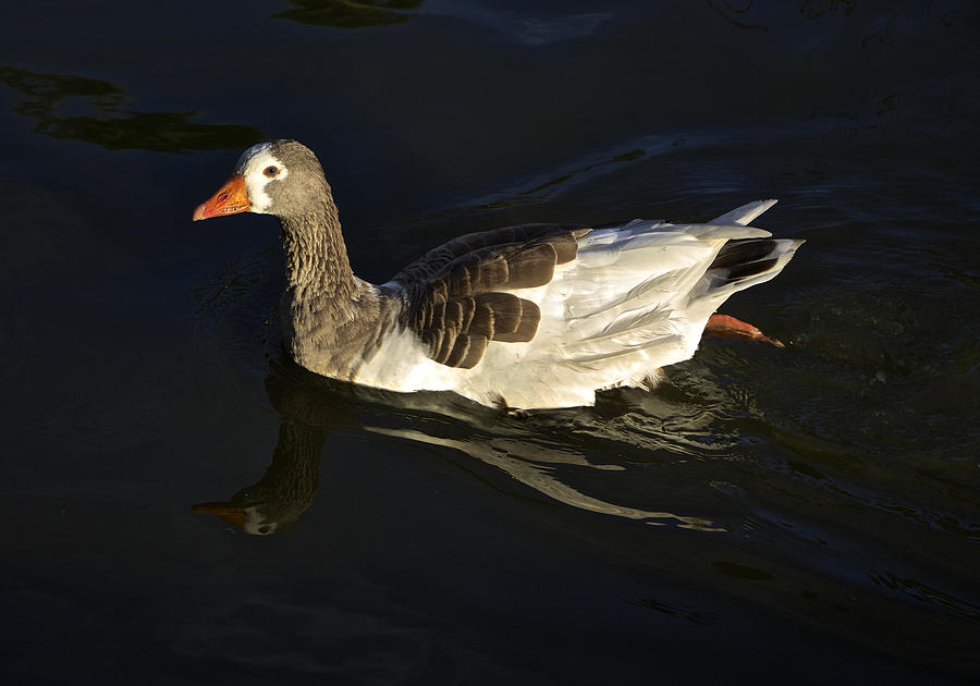 Swimming Goose Photograph by Venetia Featherstone-Witty