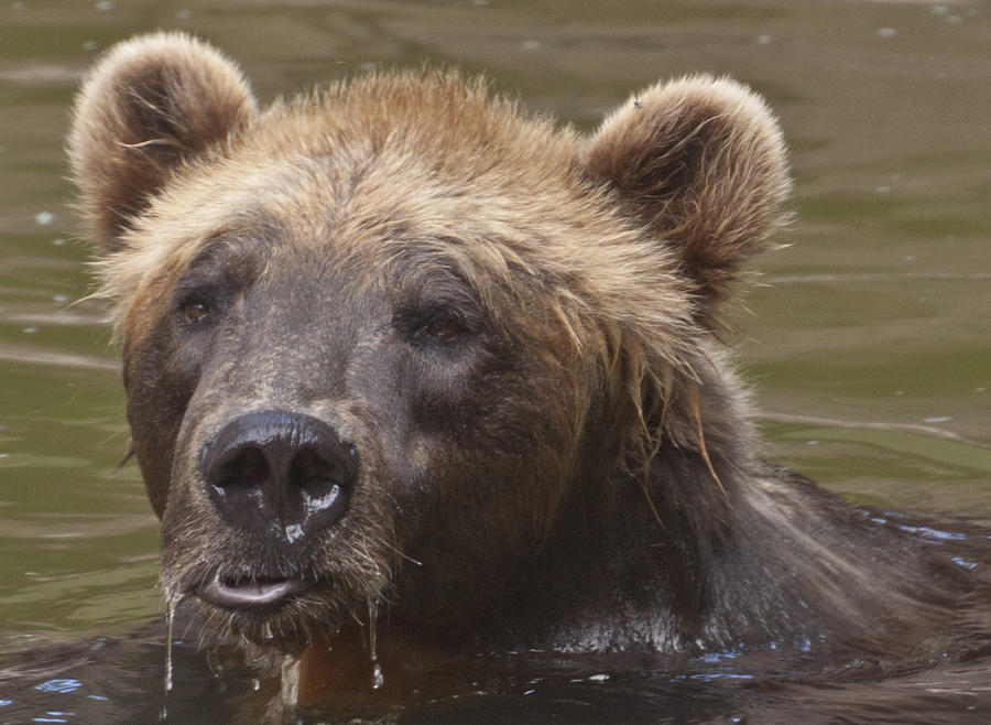 Swimming Grizzly Bear What You Mean Get Out Photograph by Michael ...