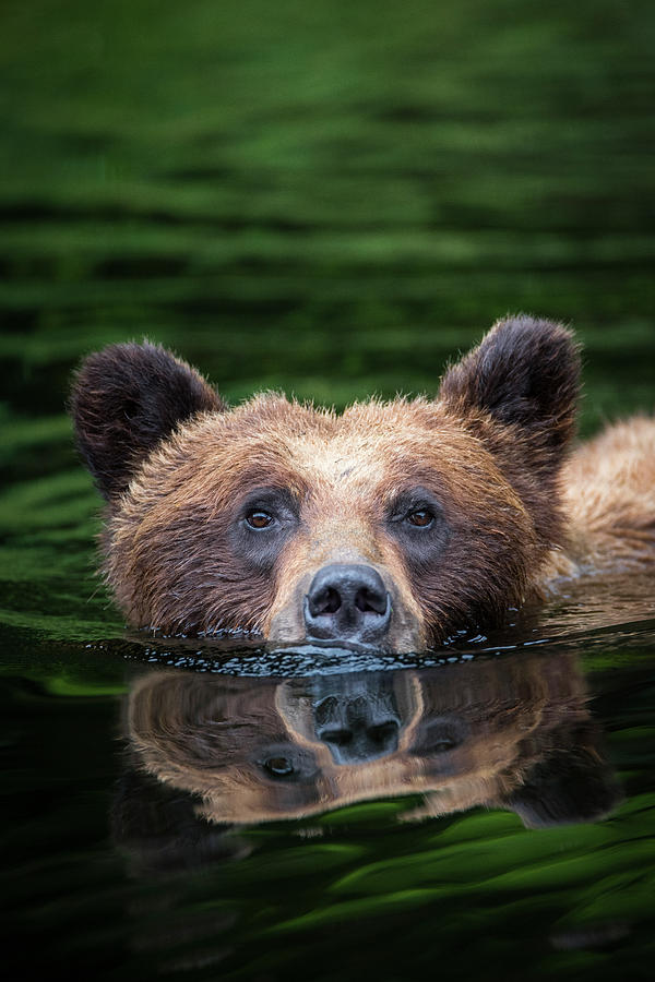 Swimming Grizzly Photograph by Bill Cubitt