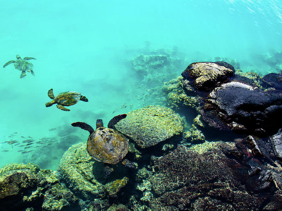 Swimming Honu Photograph by Christopher Johnson