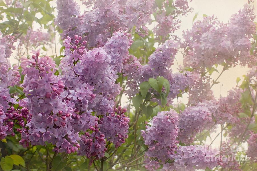 Swimming in a sea of lilacs Photograph by Cindy Garber Iverson