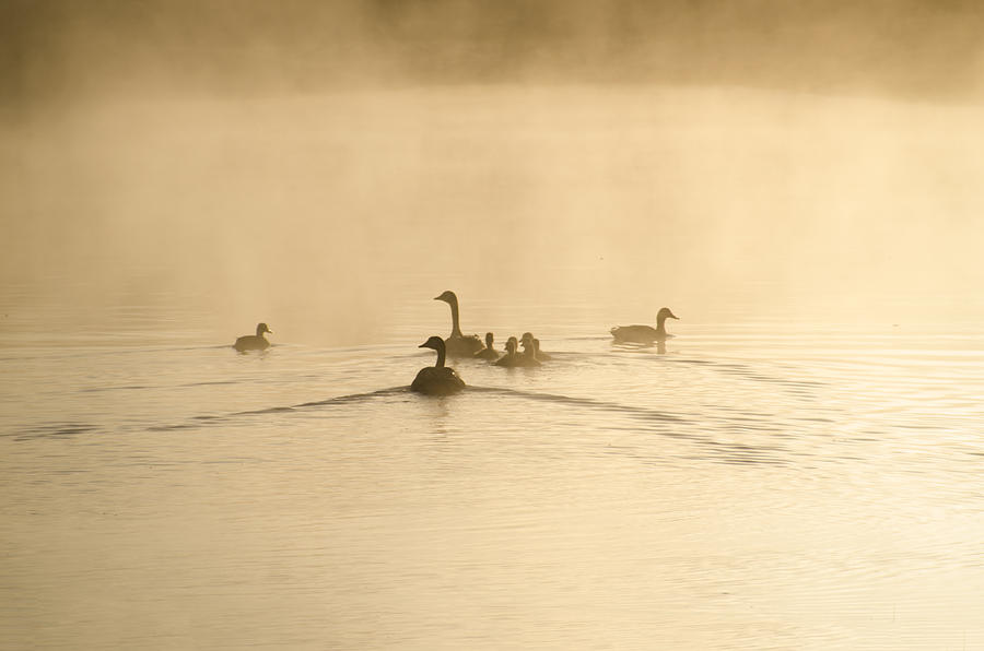 Swimming in the Mist Photograph by Bill Cannon
