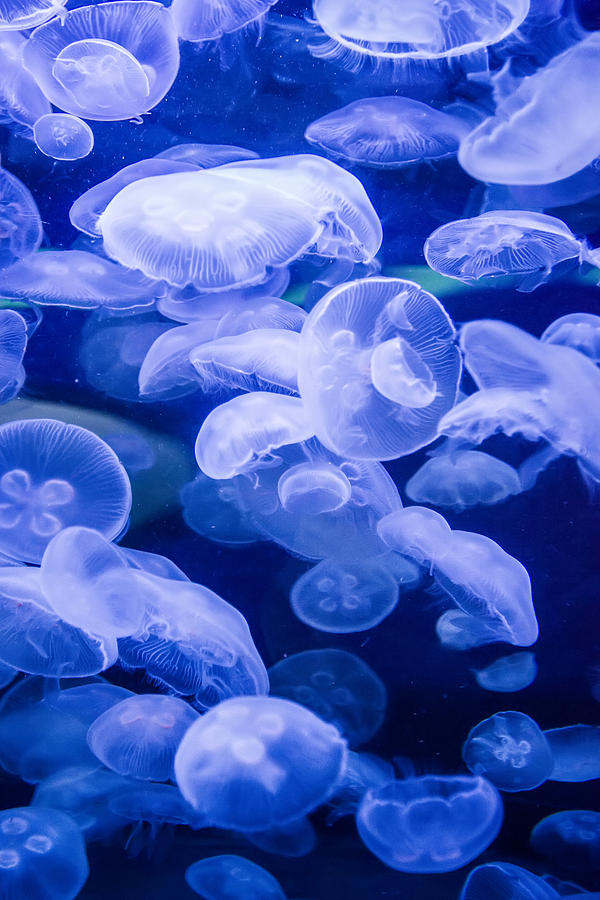 San Francisco Photograph - Jellyfish Underwater by Jennifer Rondinelli Reilly - Fine Art Photography