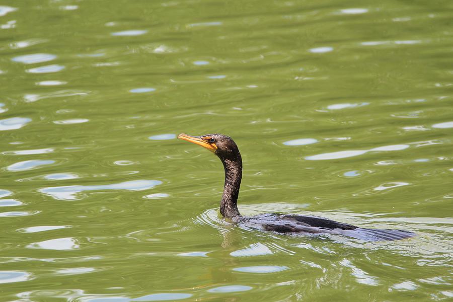 Swimming Photograph by Karen Silvestri - Fine Art America