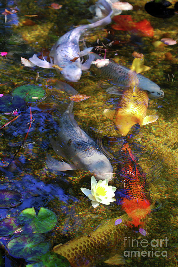 Swimming Koi Collage Photograph by Nancy Mueller