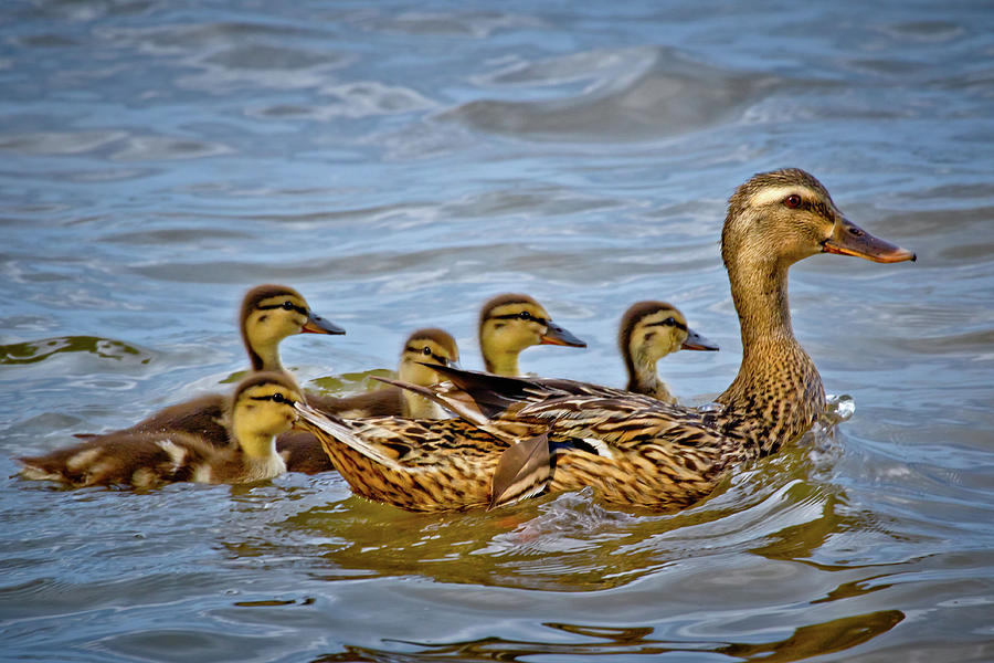 Duck Photograph - Swimming Lesson by Linda Unger