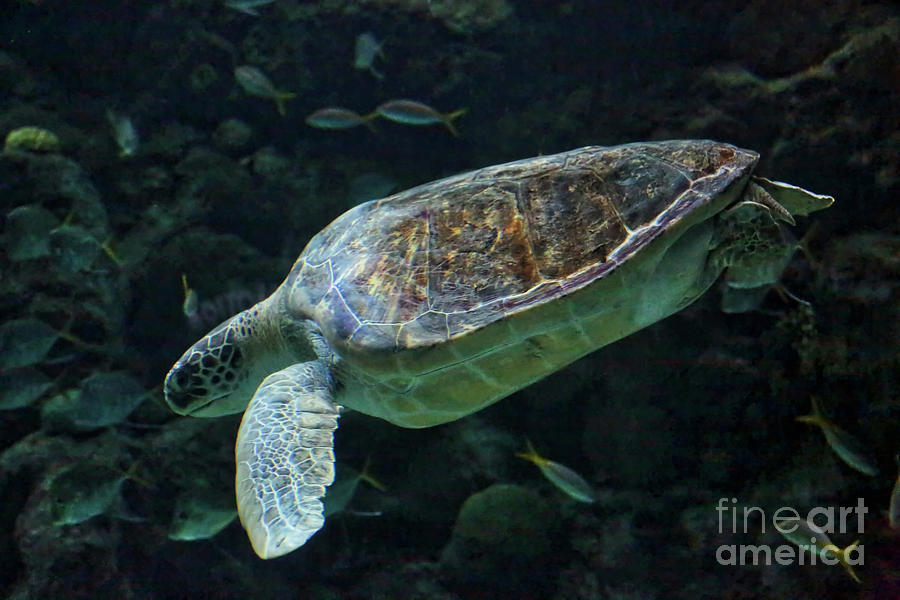 Swimming Loggerhead Turtle Photograph by Carol Groenen