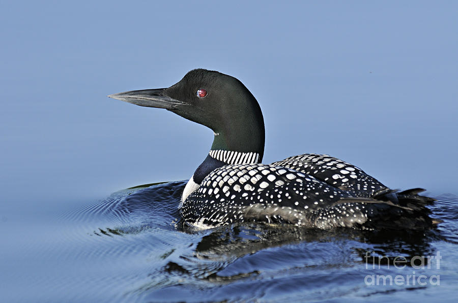 Swimming Loon Photograph by Larry Ricker