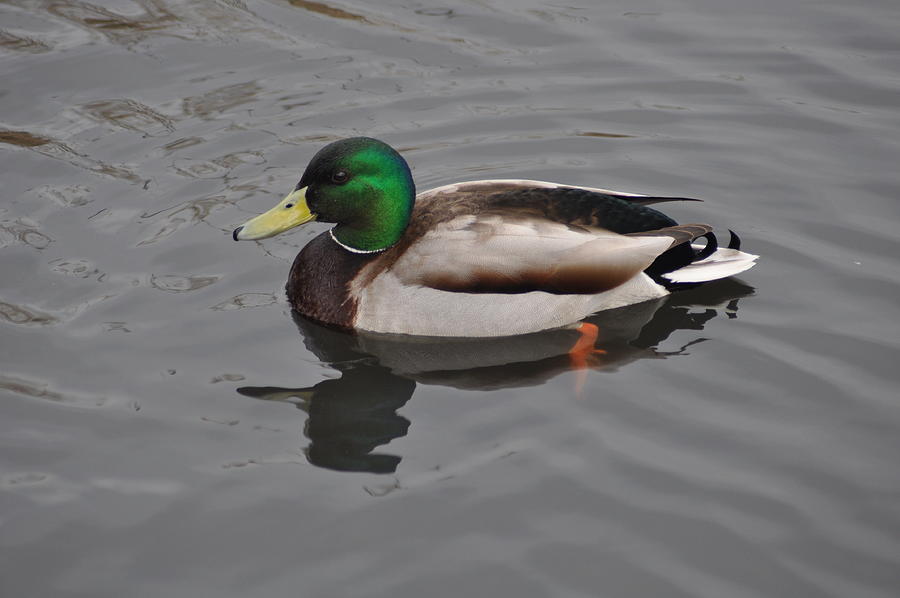 Swimming Mallard Photograph by John Hughes - Fine Art America