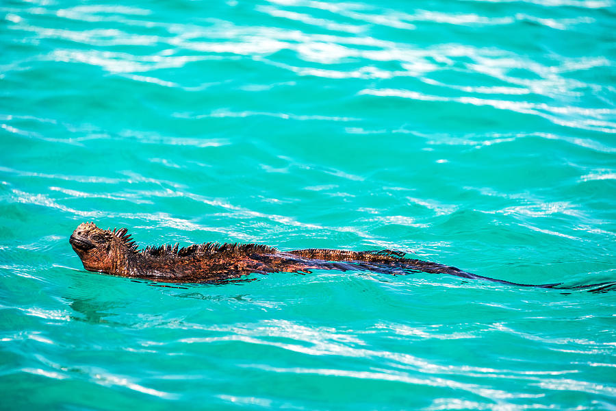 Swimming Marine Iguana Photograph by Jess Kraft | Pixels