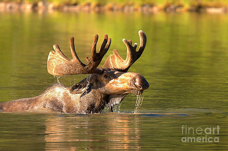 Swimming Moose Drool Photograph by Adam Jewell