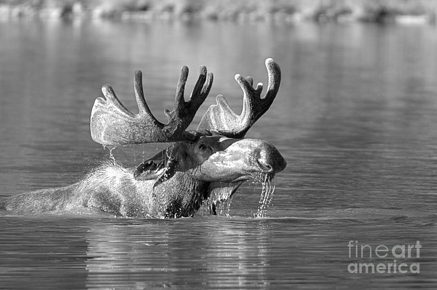 Swimming Moose Drool Black And White Photograph by Adam Jewell