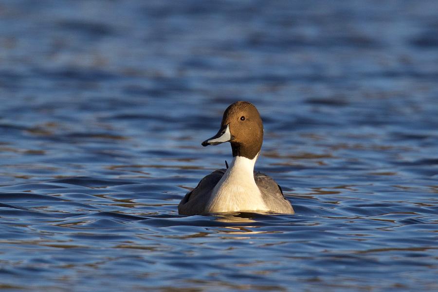 Swimming Northern Pintail Duck Photograph by Sue Feldberg