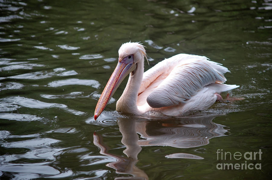 Swimming Pelican Photograph by Michelle Meenawong