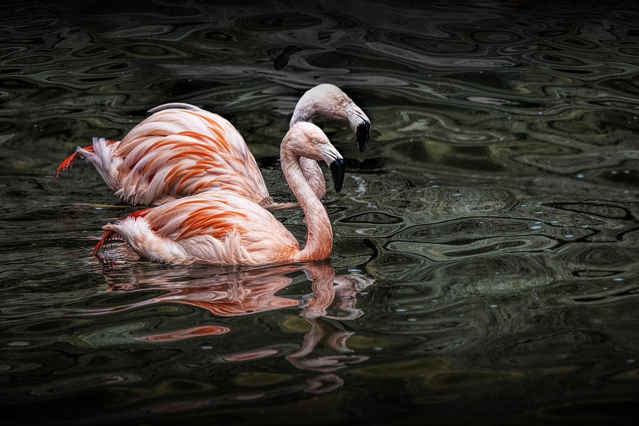 Swimming Pink Flamingos Photograph by Randall Nyhof