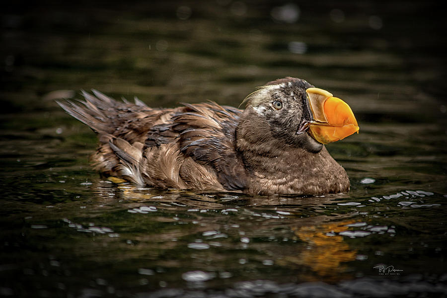 Swimming Puffin Photograph by Bill Posner