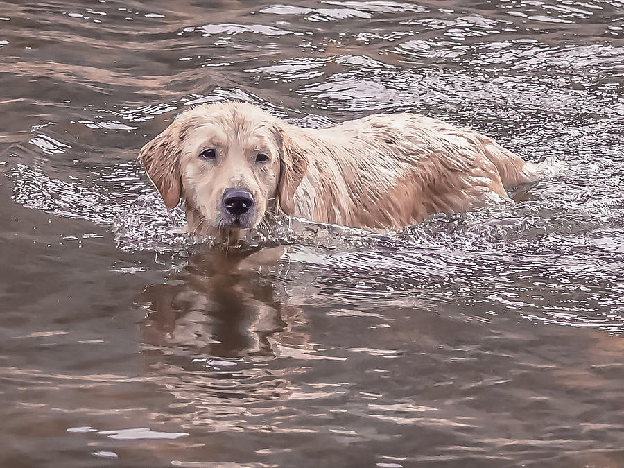 Swimming Puppy Photograph by Jennifer Grossnickle