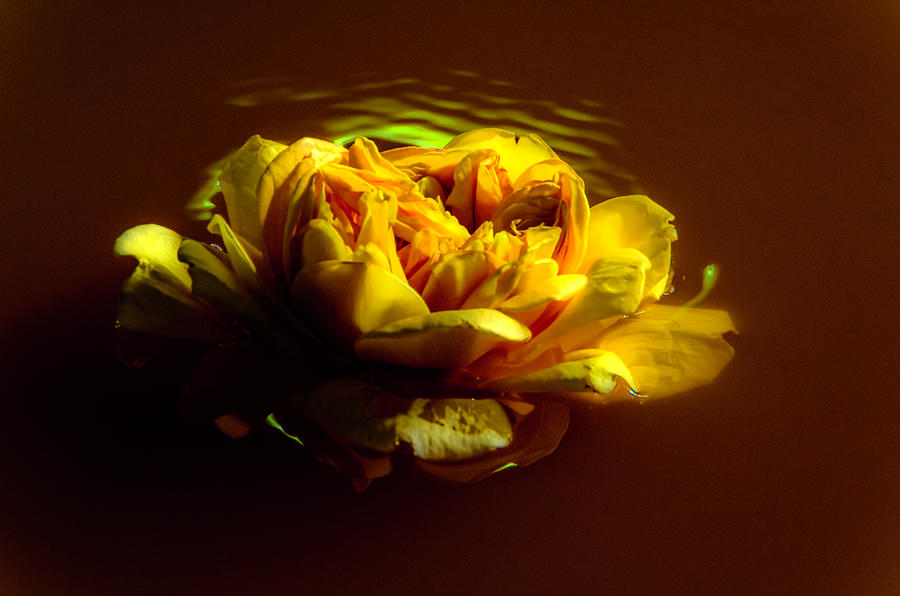 Swimming Rose Photograph by Wolfgang Stocker
