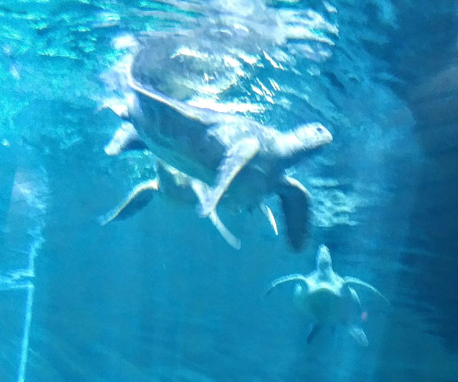 Swimming Sea Turtle Photograph by Suzanne Berthier