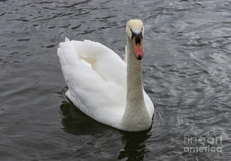Swimming Swan Photograph by Jennifer White