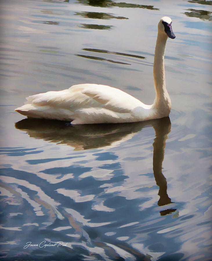 Swimming Swan Photograph by Joann Copeland-Paul