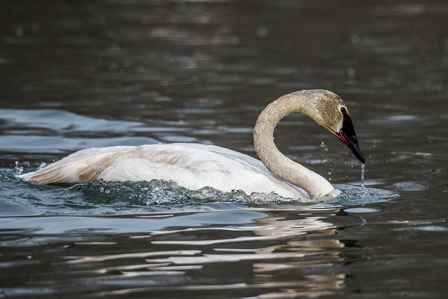 Swimming Swan Photograph by Paul Freidlund