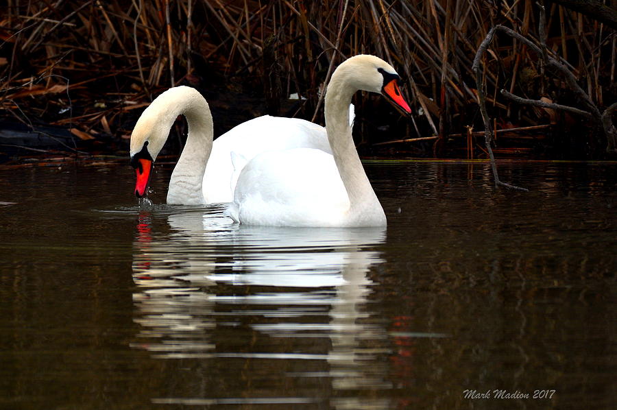 Swimming Swans Photograph by Mark Madion - Fine Art America