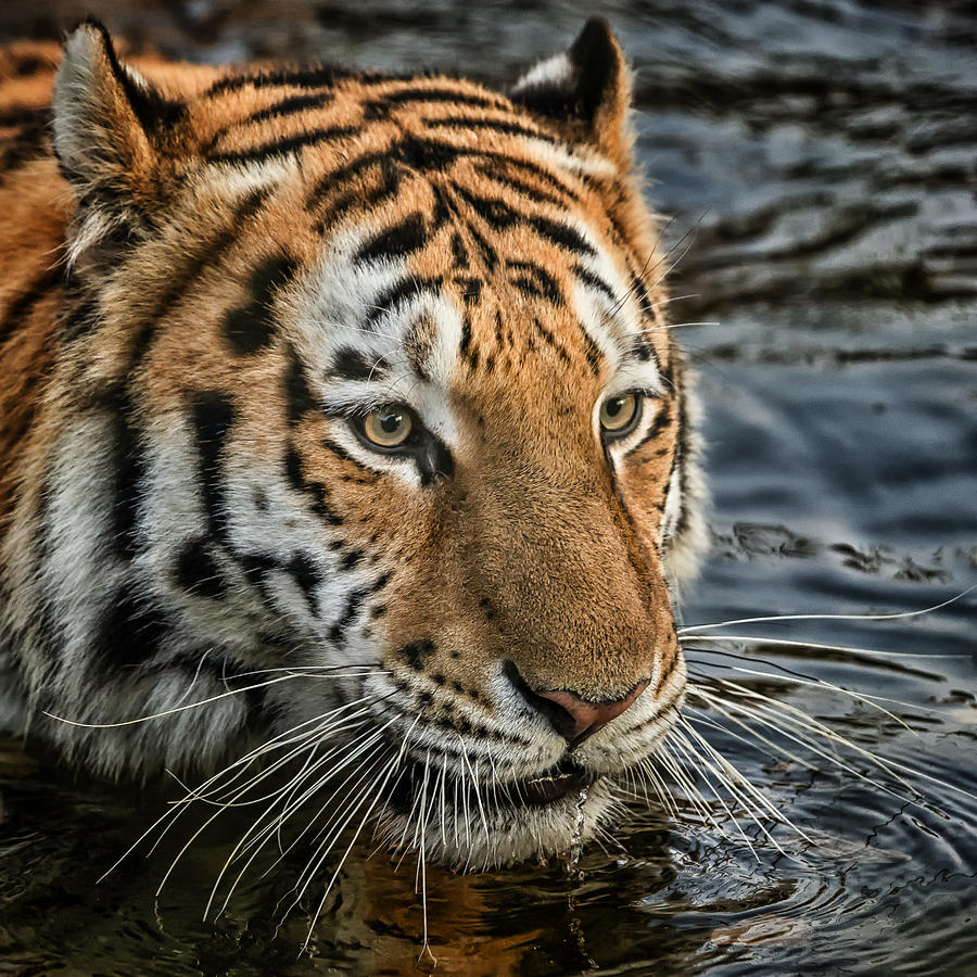 Swimming Tiger Photograph by Chris Boulton