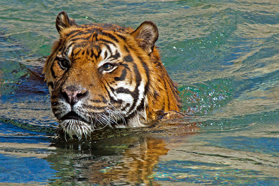 Swimming Tiger Photograph by David Freuthal