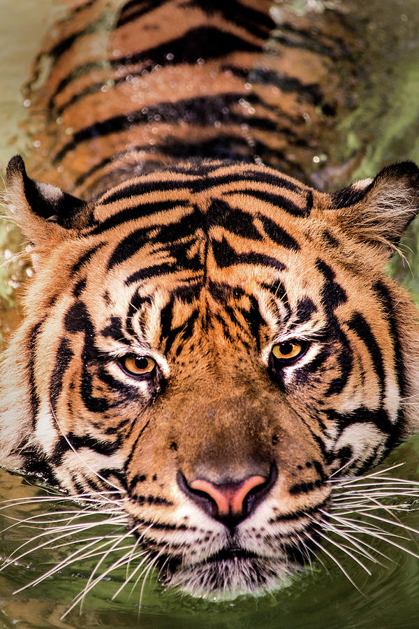 Swimming Tiger Photograph by Don Johnson
