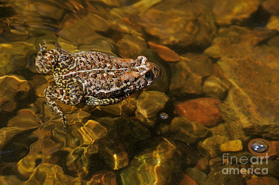 Swimming Toad Photograph by Sandra Updyke