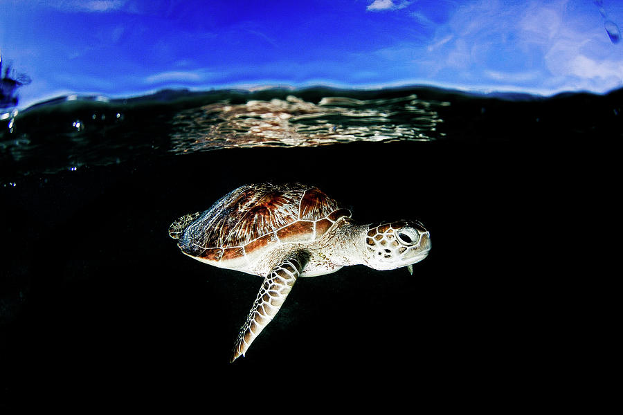 Swimming trough Photograph by Luis Miguel Beristain - Fine Art America