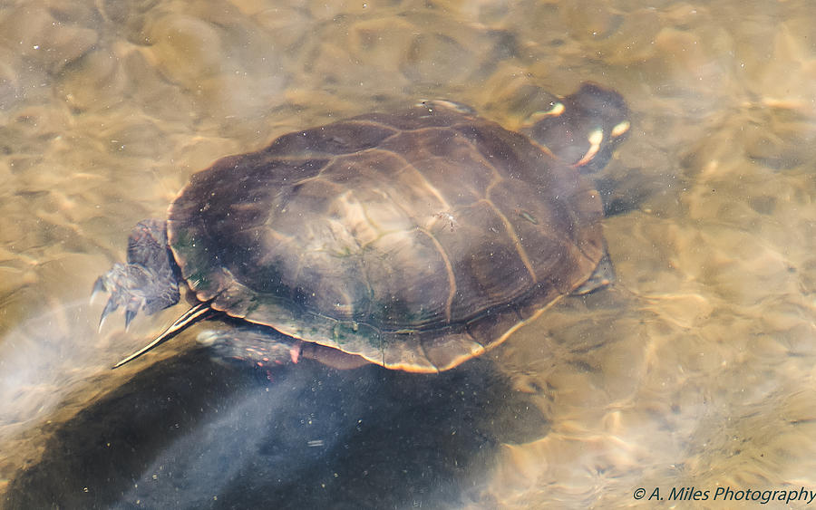 Swimming Turtle Photograph by Andrew Miles - Fine Art America