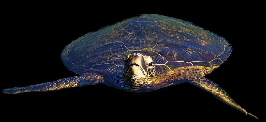 Swimming Turtle Photograph by Pamela Walton