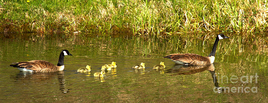 Swimming With The Youngsters At Schwabacher Landing Photograph by Adam Jewell