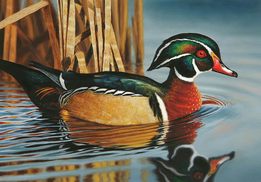 Swimming wood duck,Bird art print Gift for nature lovers ACEO Limited Edition 