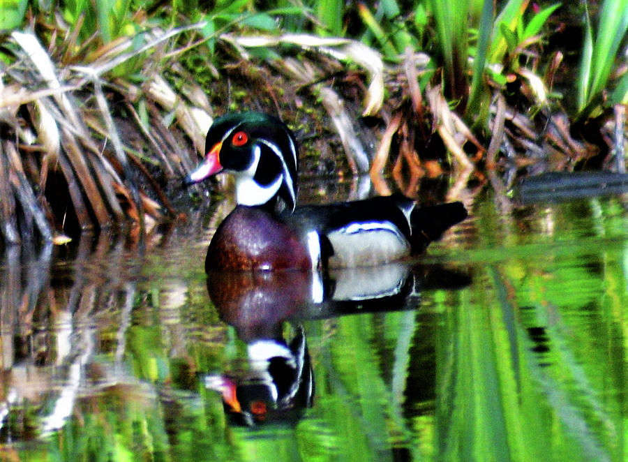 Swimming Wood Duck Photograph by Kathy Kelly