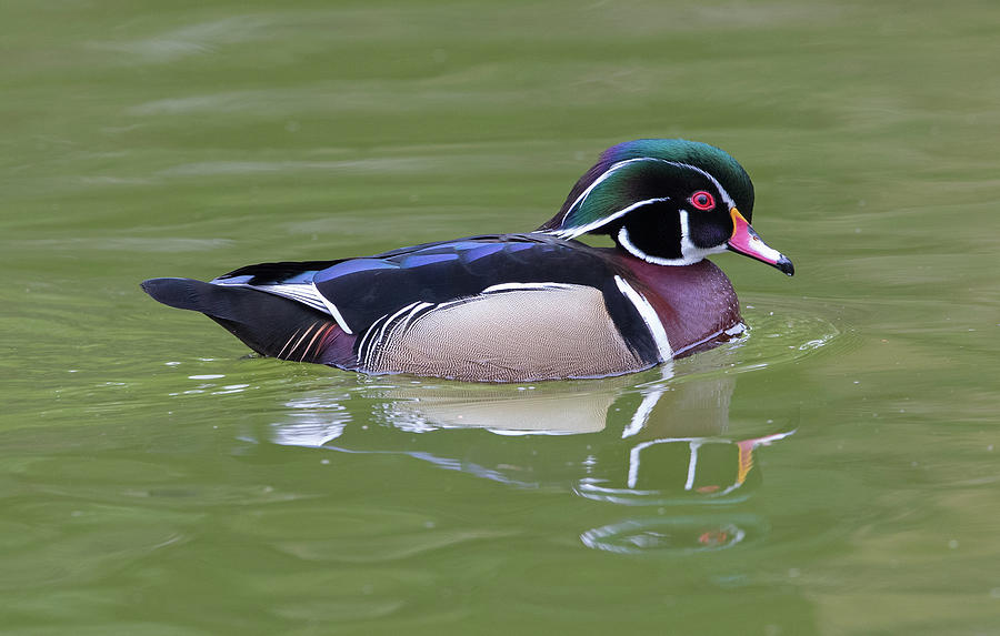 Swimming Wood Duck Photograph by Max Waugh