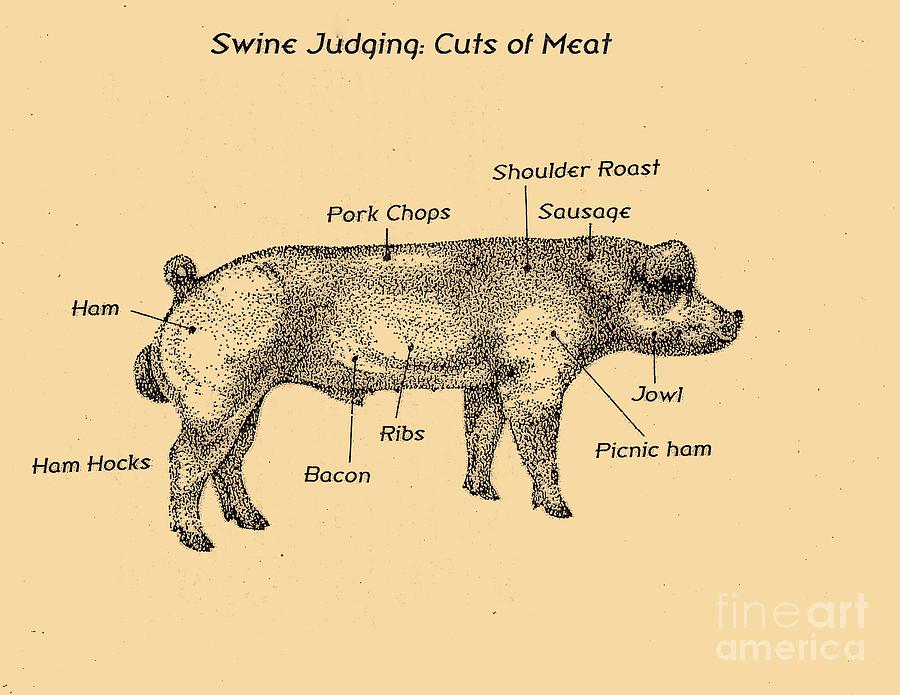 Swine Judging Poster Drawing by Larry Campbell