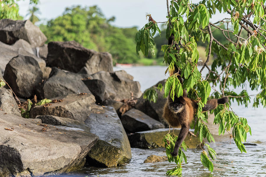 Primate Photograph - Swinging Monkey by Michael Santos Primate Photograph - Swinging Monkey by Michael Santos