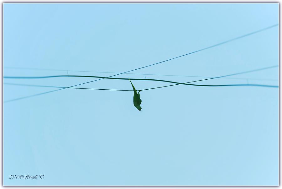 Swinging Parakeet Photograph by Sonali Gangane