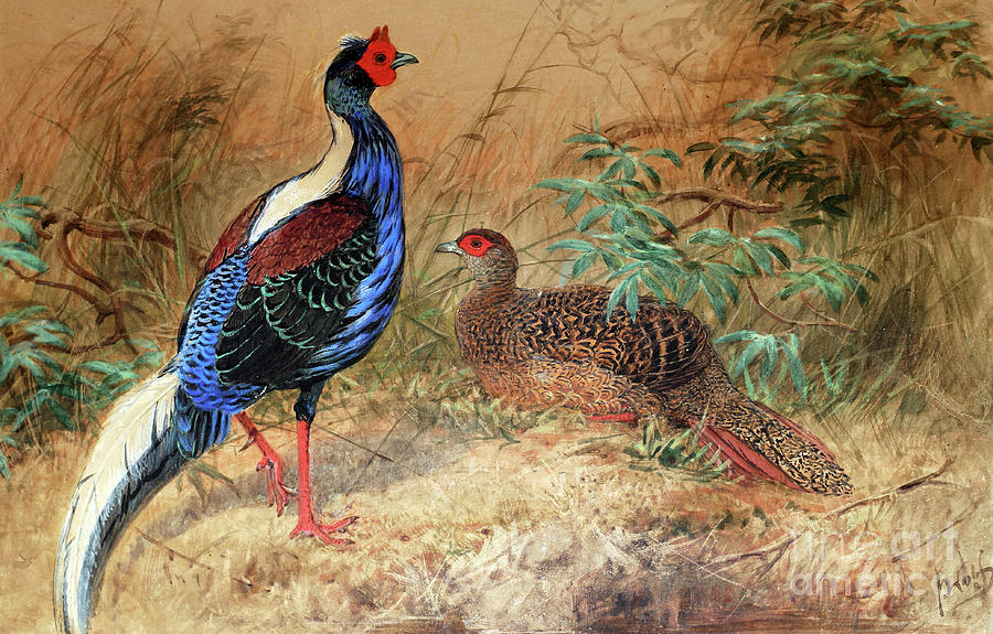 Bird Painting - Swinhoes Pheasant  by Joseph Wolf