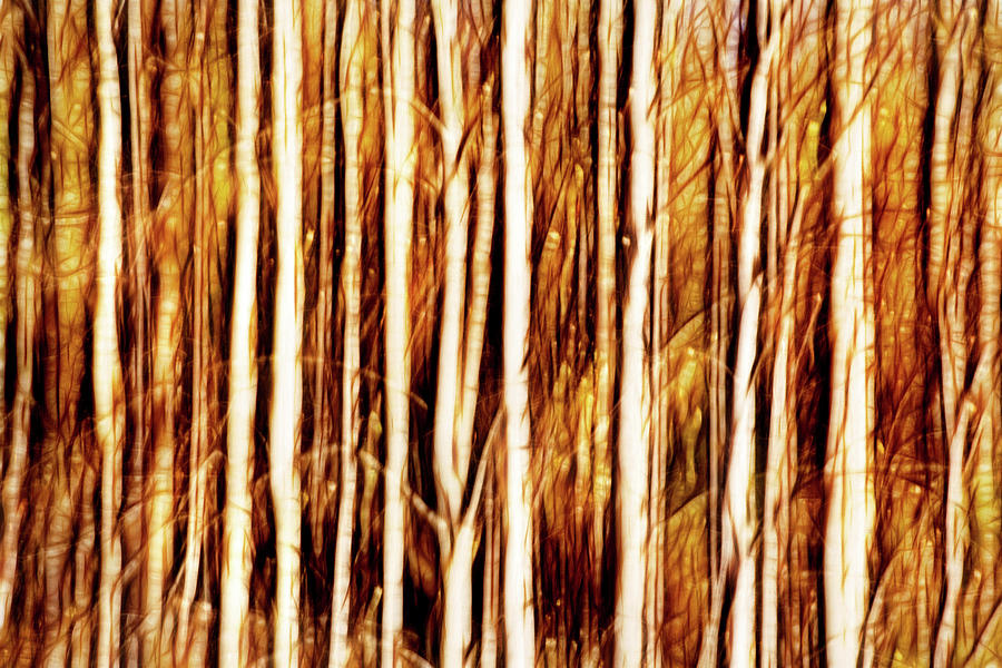 Swipe of a Forest-Abstract Photograph by Don Johnson